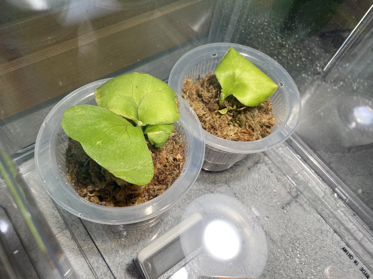 플라티세리움 리들리 (박쥐란 리들리) 22.07.11