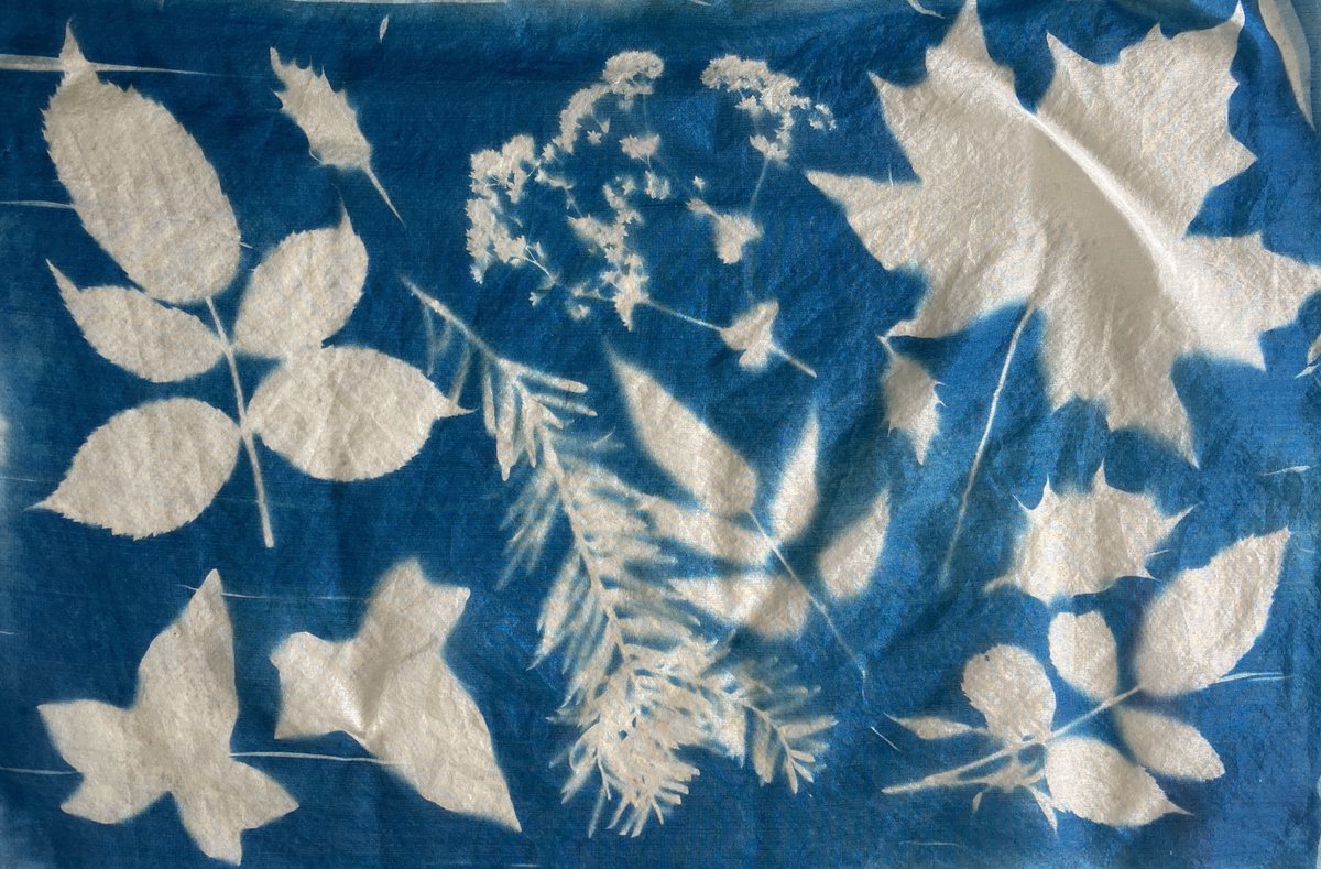 Cyanotype Printing on Silk with Brian Cregan Saturday, 20 August, 2022. 10am - 4pm Learn to experiment with plants and natural foliage, using the cyanotype printing method to create your own bespoke silk art piece. butlergallery.ie/whats-on/adult… #AdultArtClasses #cyanotype #silk