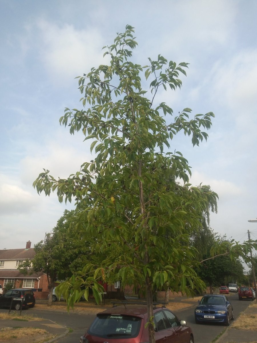 3HeadedLizard's tweet photo. It's #WateringWednesday and we've all been feeling the heat lately 🔥 so be a #TreeHero and give your local street tree a drink! 💦💧They'll pay you back with beauty, shade and sussuration 🌳🌿 @CamCanopyProj https://t.co/5aBTvbHGDS