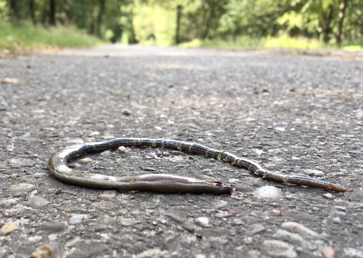 Toine Cooijmans tweet media