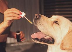 asepurenaturals's tweet image. But what if the conventional uses for CBD are just scratching the surface? We address some of the more unconventional uses for CBD in today's blog post!
#cbduses #unconventional #petcbd #cbdforpets #getinformed