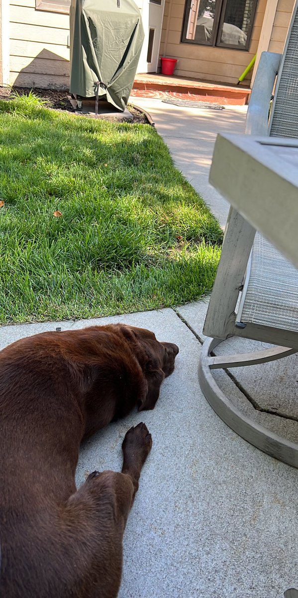 PastoReeves's tweet photo. My puppy ain’t a puppy no more! He is still a puppy at heart! Reese came home over 6yrs ago at 6 weeks of age. He is smart, loyal, fun &amp; very protective but he doesn’t drive ya crazy with a bunch of barking. Outside of digging a few holes he is the best! #campbound @Camp_Patmos https://t.co/ypczltJMrF