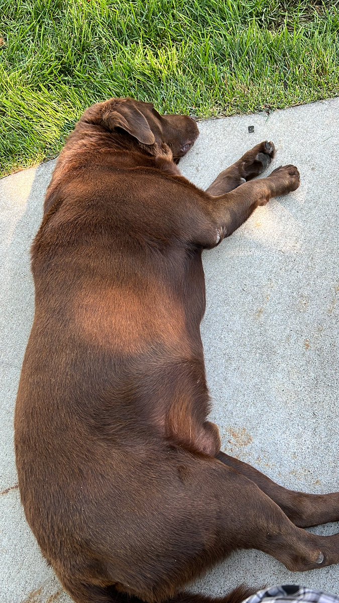 PastoReeves's tweet photo. My puppy ain’t a puppy no more! He is still a puppy at heart! Reese came home over 6yrs ago at 6 weeks of age. He is smart, loyal, fun &amp; very protective but he doesn’t drive ya crazy with a bunch of barking. Outside of digging a few holes he is the best! #campbound @Camp_Patmos https://t.co/ypczltJMrF