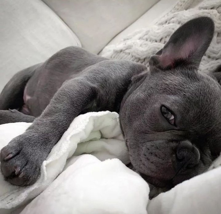 How sweet🥰🥰
Say "Yes" if you are a French bulldog Lover😍😍

<a href="/frenchielover90/">French Bulldog</a>

french.bulldog.lover Aww 
TAG a friend Follow our page 

.bulldog.lover #frenchiebulldoglover #frenchiebulldog #frenchiebulldoglover #dogsoftwitter