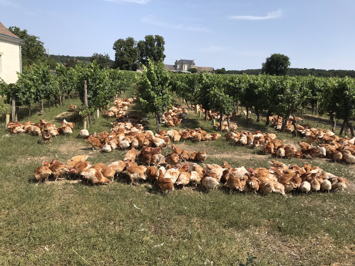 Déjeuner sur l’herbe