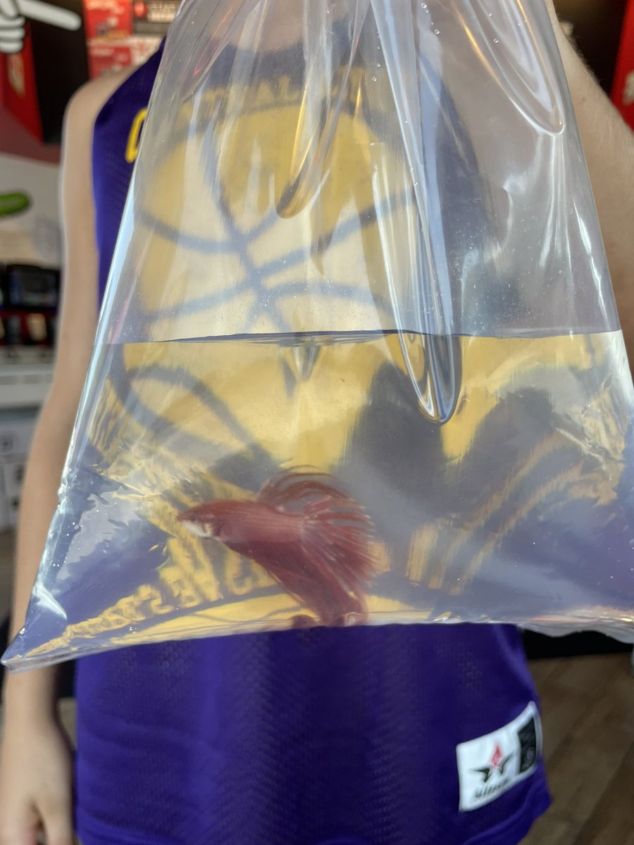 CLGirlsHoops's tweet photo. What do you do when you have some time to kill at team camp? Buy a 🐠! We’d like to welcome Sushi to the Central Lyon family. #teampet #onwardlions https://t.co/qg7T29ggtP
