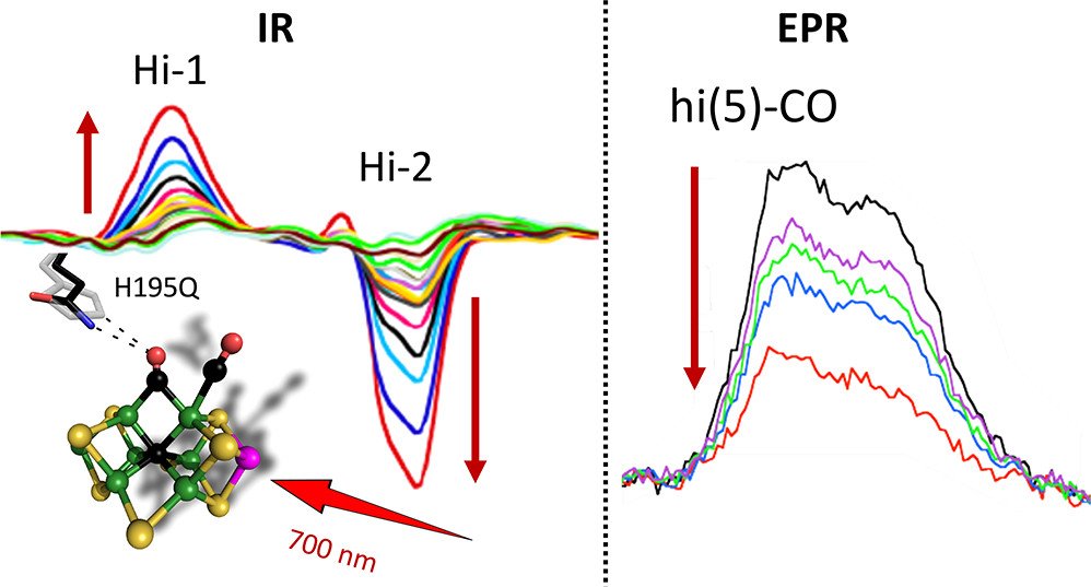 bhkenlo's tweet photo. Nitrogenase Chemistry at 10 Kelvin─Phototautomerization and Recombination of CO-Inhibited α-H195Q Enzyme https://t.co/HijSH9nc9K Cramer and co-workers
@InorgChem 📢Communication📢
#MoFe_protein #FeMoco #nitrogenase #VIS #photolysis #FT_IR #EPR #CO #recombination https://t.co/Obuu811sdN