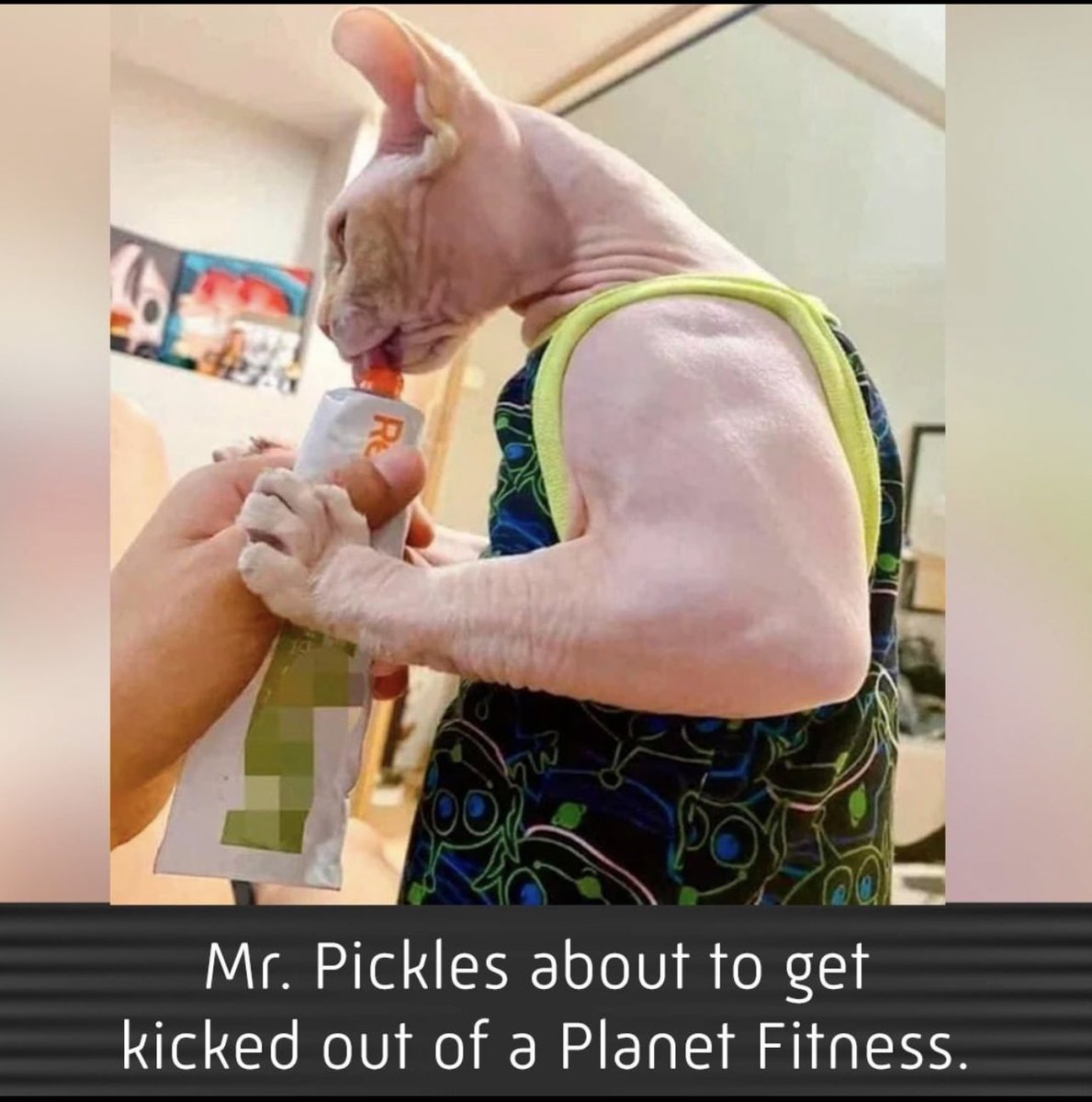 peglegge12's tweet photo. @phonecats this is you in Cat form https://t.co/Mi5MeOKVxu