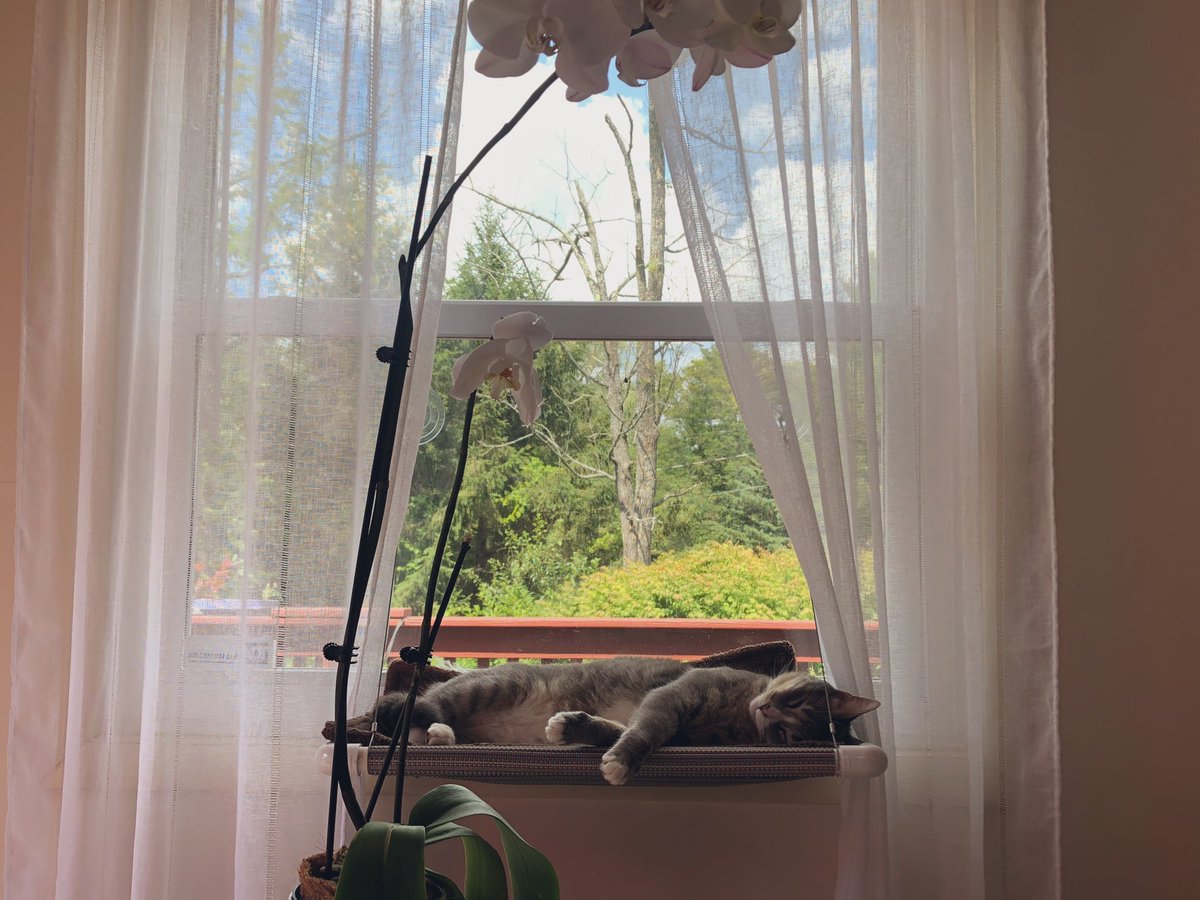 Trying to stay calm, cool, and collected. 

Hope everyone is doing ok in this #Heatwave2022 #CatsofTwittter #TheCatsWeTweet