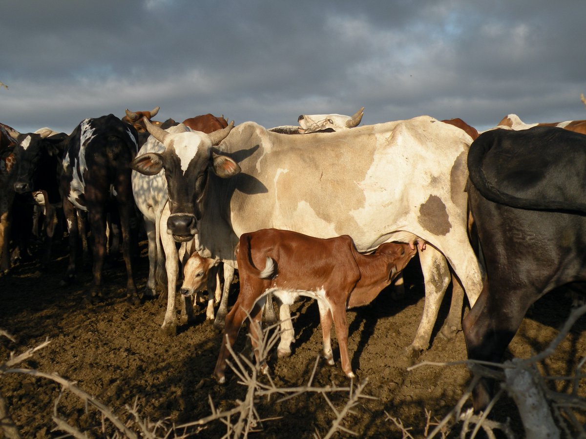 Kathryn Allan tweet media