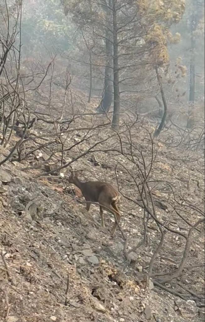 Esta é outra das consecuencias dos lumes que arrasan a serra do #Courel. Flora, fauna, réptiles, aves, pasto das lapas. Poucos afortunados consiguen sobrevivir. Millóns de abellas produtoras de mel tamén afectadas. 
Fotos de Marta Rodríguez Río