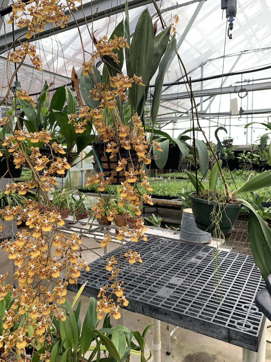 BrowNatOrchids's tweet image. Amazing Trichocentrum undulatum in bloom at Fairchild research greenhouse this morning!