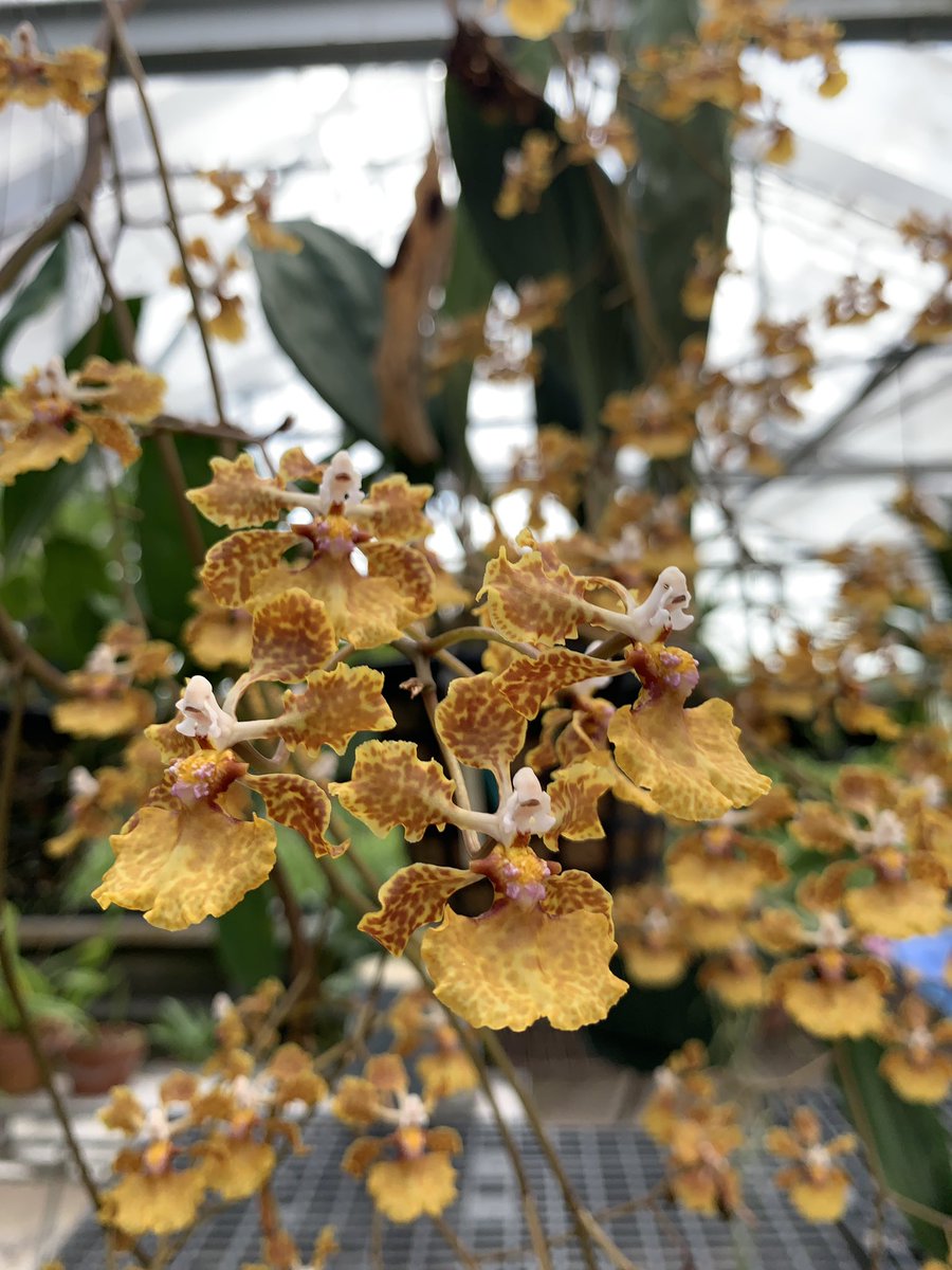 BrowNatOrchids's tweet image. Amazing Trichocentrum undulatum in bloom at Fairchild research greenhouse this morning!