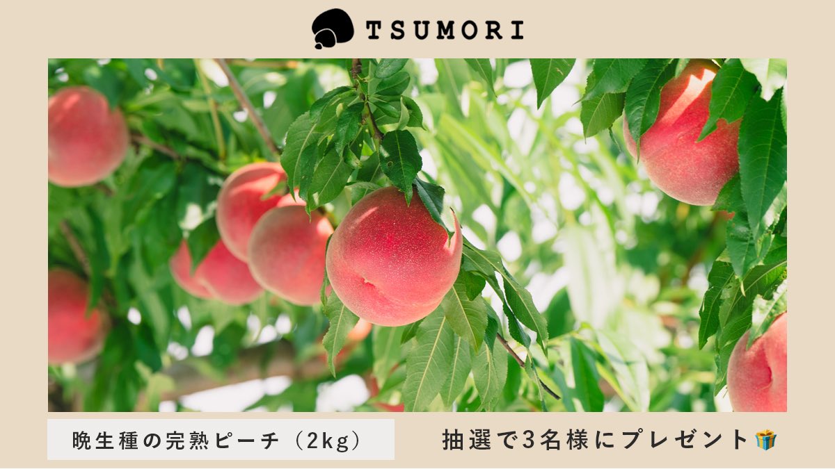 TSUMORI_11's tweet photo. 🍑完熟桃プレゼント企画🍑

山梨のセレクトショップTSUMORIより、晩生種の完熟桃2kgを抽選で3名様に ＃懸賞  #プレゼント🎁

☑️応募条件
・アカウントをフォロー＆このツイートをリツイート

🗓応募締切
7月31日

🎊当選者発表
8月5日にDMにて

※当選確率が2倍になる方法も✨
詳しくはコメント欄へ👇 https://t.co/mejofoNYAK