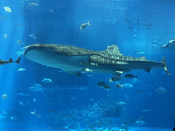 たのしかった 高画質 のtwitterイラスト検索結果