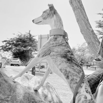 #Whippet #puppysfirstholiday