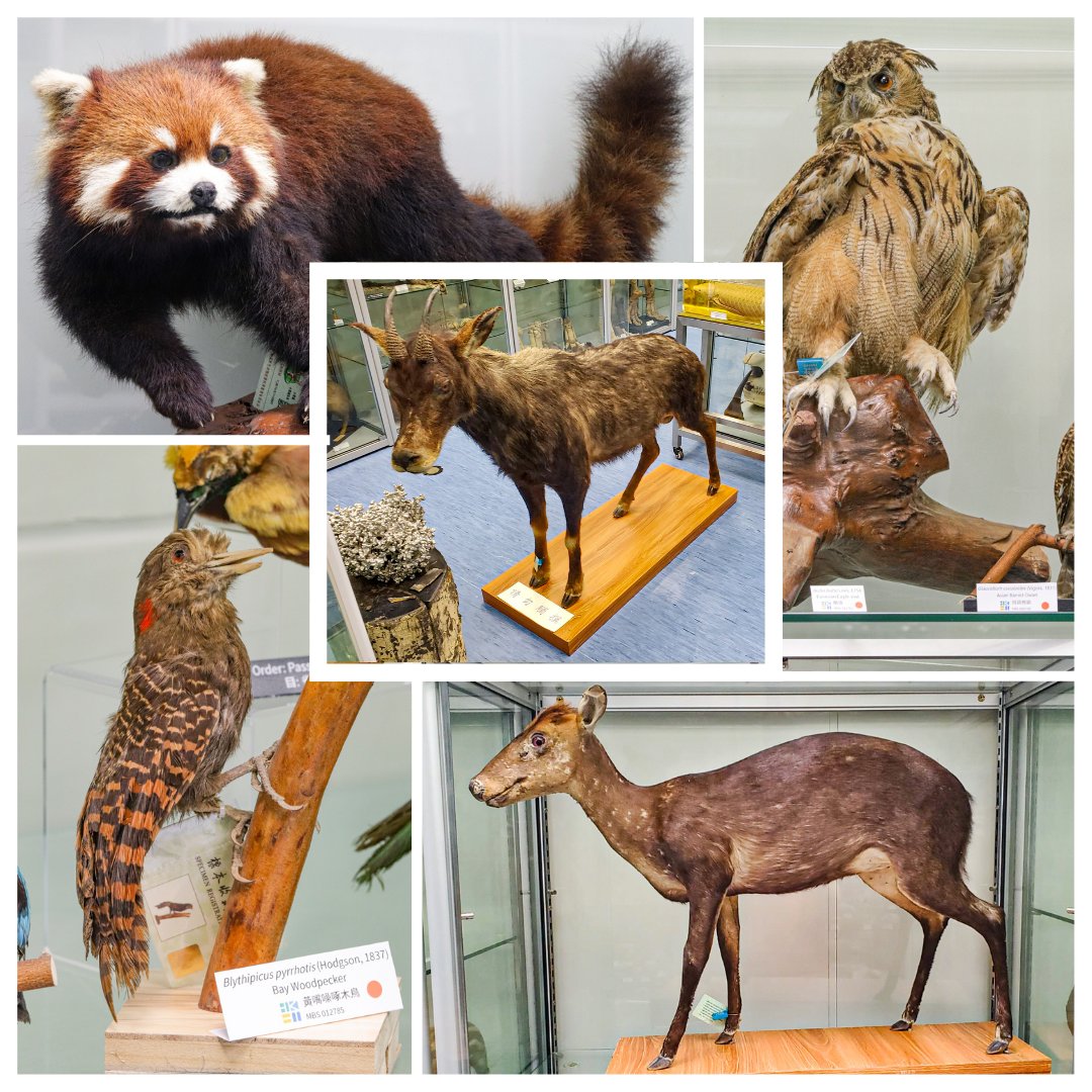 hkbiomuseum's tweet photo. Since the reopening of the museum in late April, the visitors have had the opportunity to observe several new specimens. Here we would like to highlight some of these beautiful species and thank our donor: the Friends of Wuyi. #Donations #Thankyou https://t.co/jRJoRWslIh