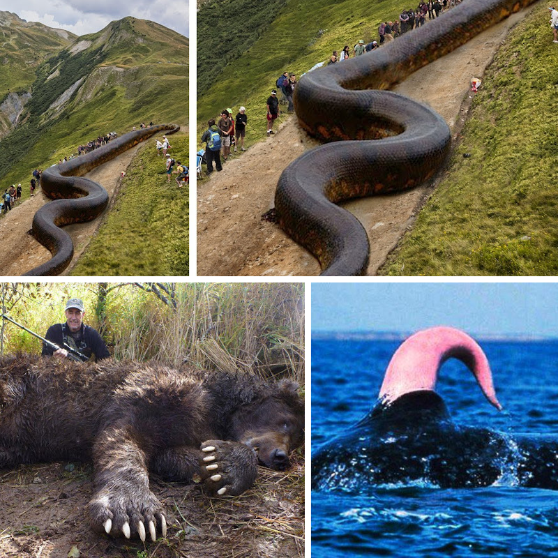 jaco_wacko's tweet photo. Creíamos saber que tan grandes eran los tigres, las ballenas y los murciélagos, pero al ver su tamaño real cambió por completo nuestra perspectiva.