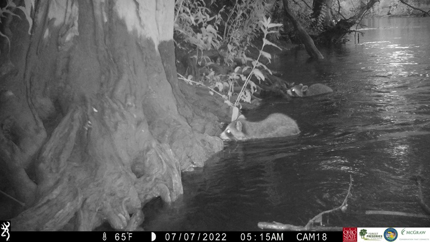 These are some weird lookin' otters.