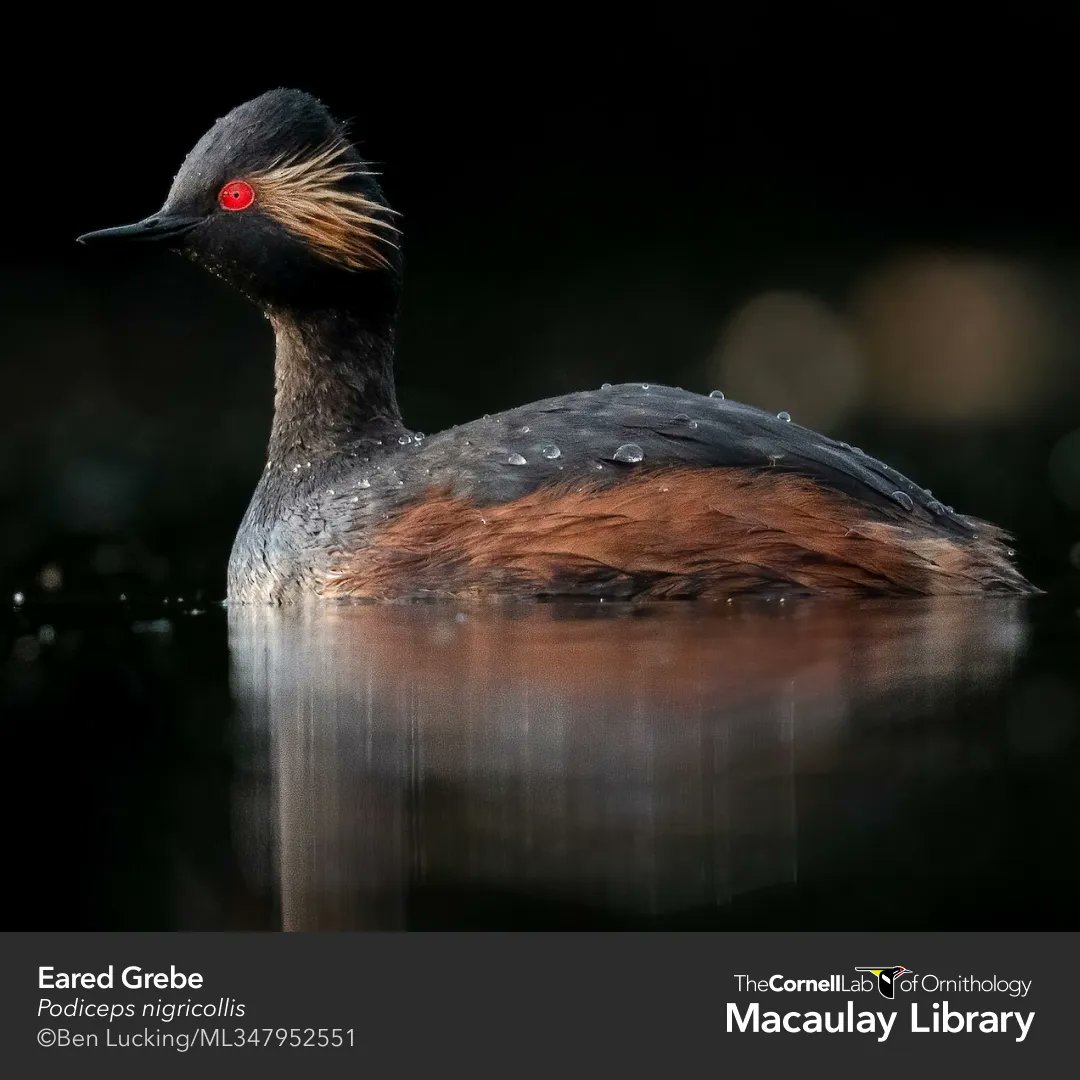 Digging into our #BestOfMacaulay photos to highlight this gorgeous Eared Grebe, a small grebe that feeds on invertebrates in lakes worldwide, including Mono Lake, California, and the Great Salt Lake, Utah. More: allaboutbirds.org/news/macaulay-…