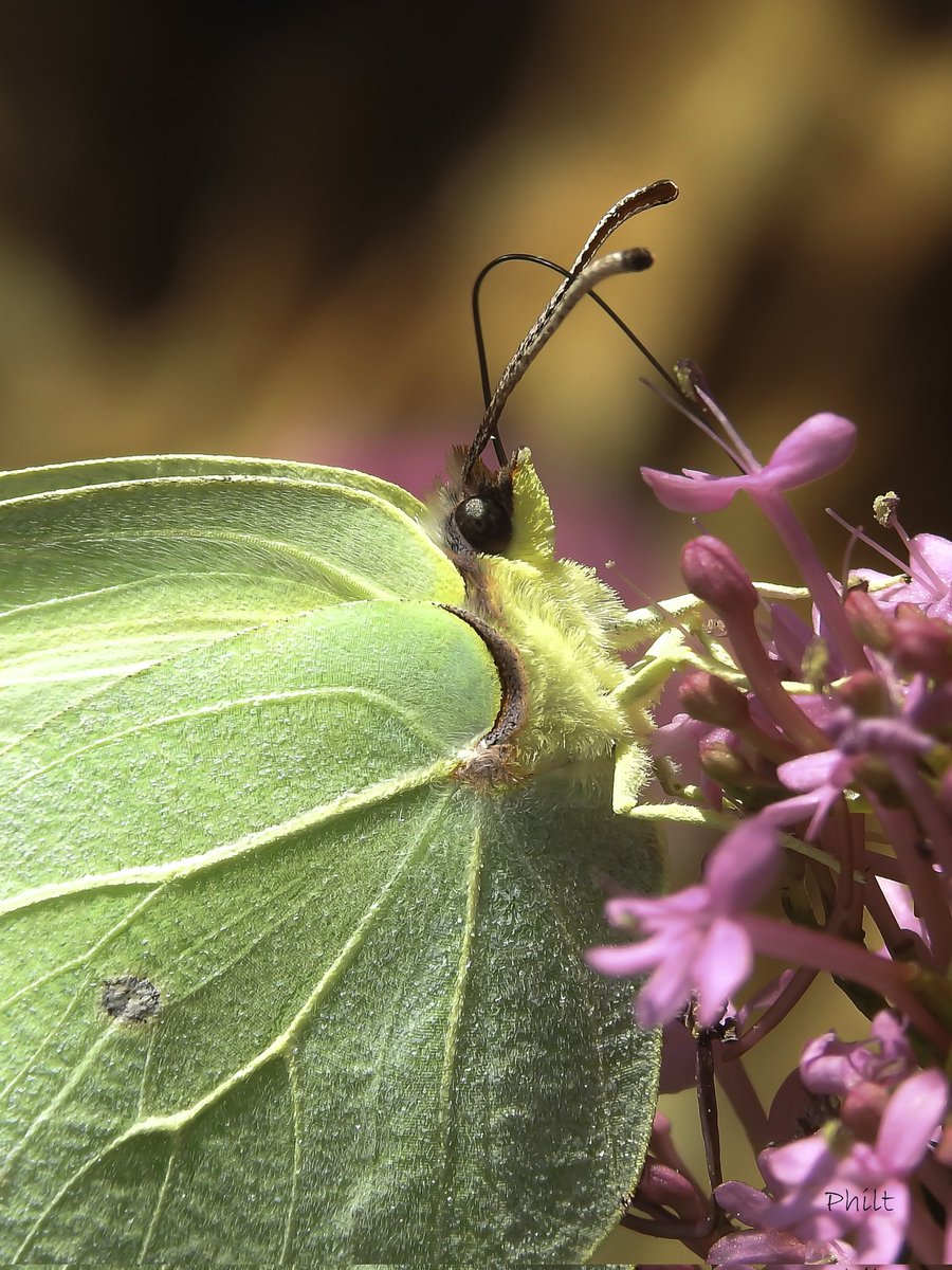 Papillon citron 

#papillon #butterfly #insecte #insect #macro #macrophotography #macro_ir #universal_macro #macro_delight #soul_made_macro #ig_macro_clicks #macro_freaks #rebel_macro #onceupon_the_earth #gf_macro #insectphotography