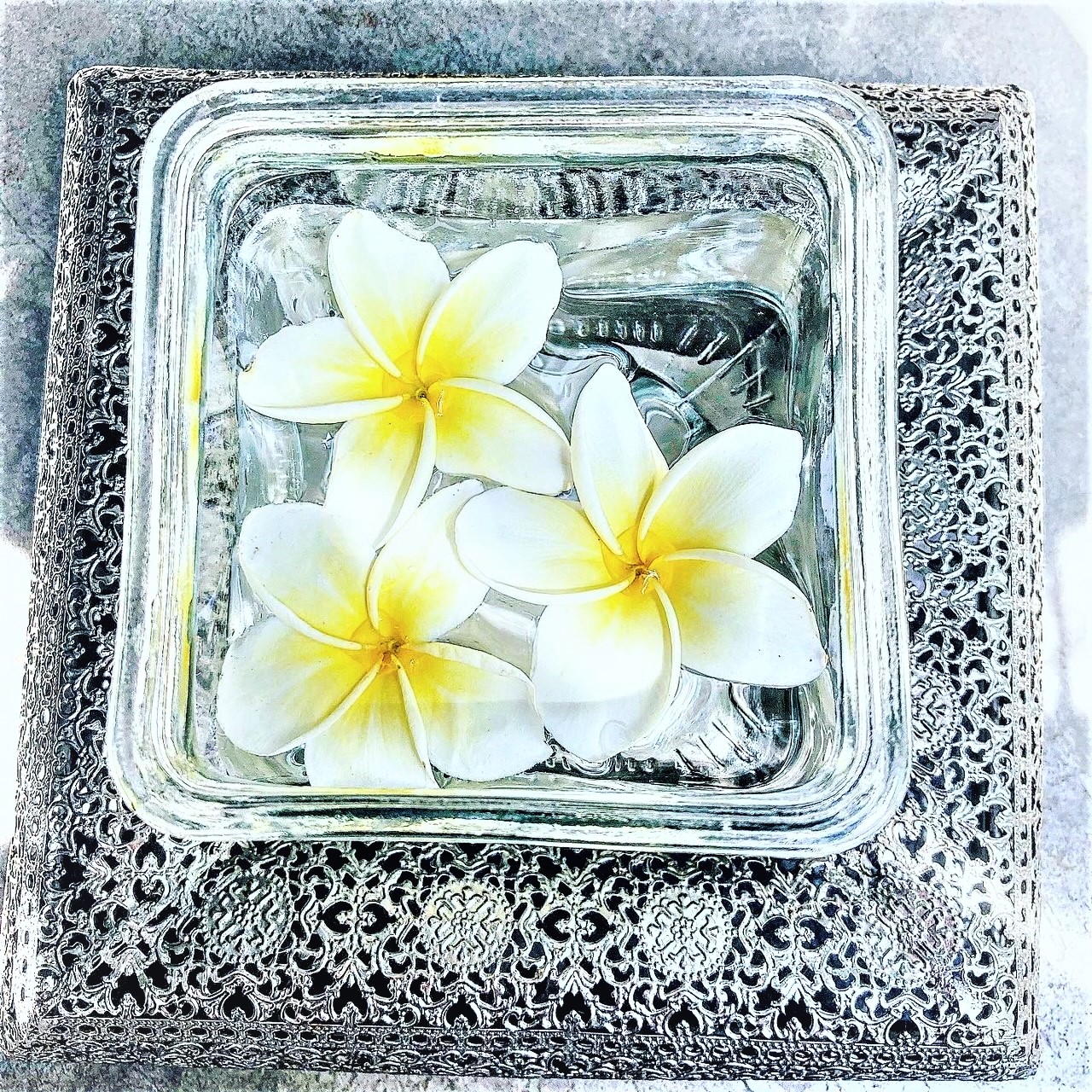 Arcobaleno プルメリア Plumeria 学名 属性 キョウチクトウ科 プルメリア属 原産地 中南米 和名 インドソケイ 英名 Templetree Frangipani 花言葉 気品 恵まれた人 ひだまり 西洋の花言葉 Beauty Charm Grace 語源 花の発見者
