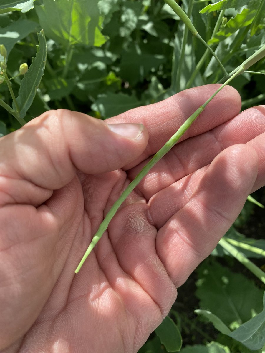 off to ontario next week is pearson airports still fucked? Asking for a friend.