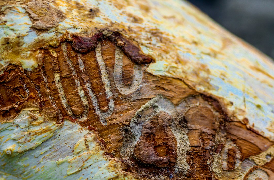BioLawns's tweet image. If you have ash trees in your yard, be aware of the danger of emerald ash borers. When they lay their eggs, the larva start to burrow tunnels like this in the tree, which end up killing it if they’re not caught early! #treepests