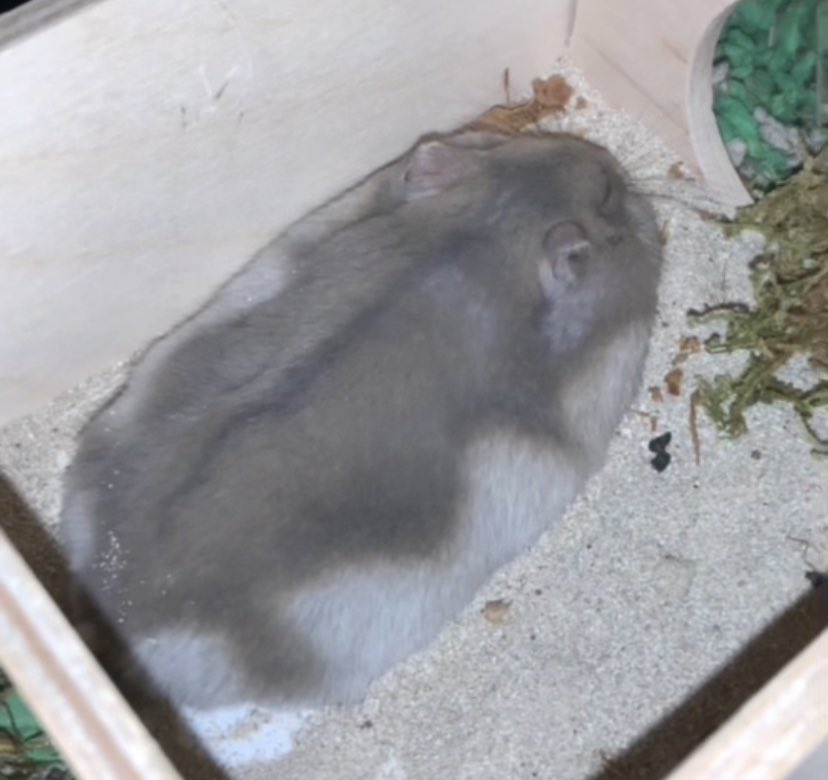 biscuitmyhamster tweet media