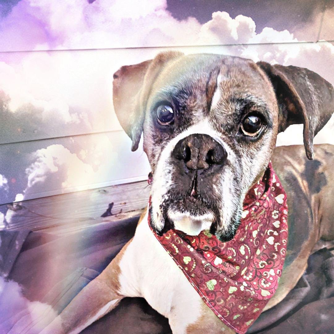 Bark & Beyond®️🇺🇸 tweet media