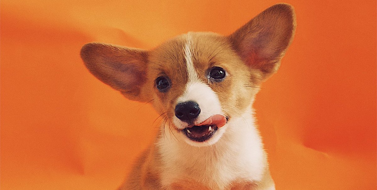 Igual que los humanos, los perros nacen con los llamados "dientes de leche". Eso sí, es difícil encontrarse con uno de estos colmillos de nuestros amigos caninos, pues, normalmente, se los tragan mientras comen. 🐶🦷

#doglife #perrosdeinstagram #animallovers