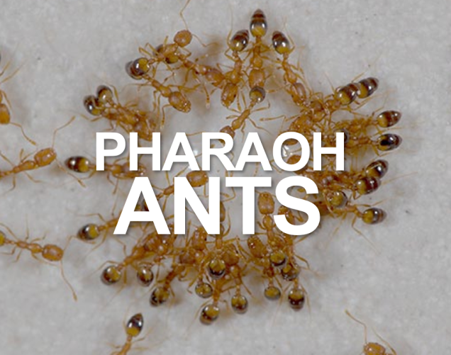 ApexPCSCanada's tweet photo. Pharaoh ants: Of the species in Canada, this is the one that's most interested in moving in with you. https://t.co/AVMbCEdz6T
.
.
#ants #pharaohants #pests #pestcontrol https://t.co/44FdFBoUDk