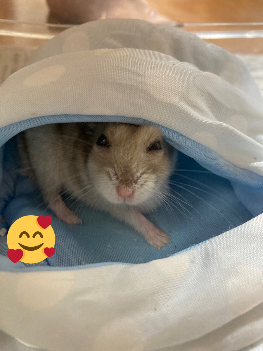 ペコ様♡ありがとうございます♡ 声がでちゃう🤭😻」 ㅤㅤ 今回素敵な動画を提供してくださったの