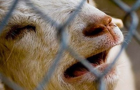 Indicadores de sofrimento nos animais
animal-ethics.org/indicadores-de…

#REPOST
F👍<a href="/Etica/">Red Ética - Fundación Gabo</a>.Animal.Portugues
I 💜@eticaanimalportugues
T💙<a href="/EticaAnimalPt/">Ética Animal</a>