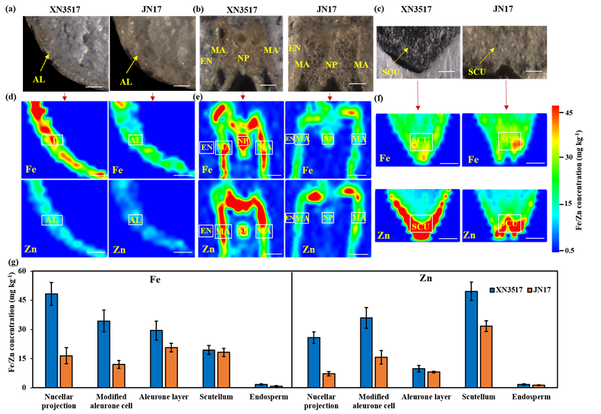 This 3-y field study identified differential Fe &amp; Zn uptake and translocation in 6 #wheat cultivars.  Fe &amp; Zn distributions in tissues were visualized in cultivars with similar high yield but different grain Fe &amp; Zn concentrations using #synchrotron micro-X-ray fluorescence