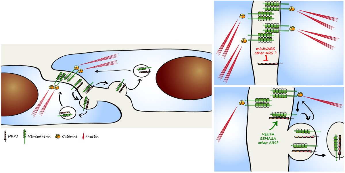 Serini Lab (@adhynamic) on Twitter photo Excited to share our last: unconventionally secreted mini-WARS is an inhibitory ligand of Neuropilin 1 slowing down VE-cadherin endocytosis and endothelial permeability. Great collab w/ <a href="/ZanivanLab/">Sara Zanivan</a> Xiang-Lei Yang <a href="/scrippsresearch/">Scripps Research</a> <a href="/LabMazzone/">Mazzone Lab</a> <a href="/GiraudoEnrico/">Enrico Giraudo</a> nature.com/articles/s4146… Excited to share our last: unconventionally secreted mini-WARS is an inhibitory ligand of Neuropilin 1 slowing down VE-cadherin endocytosis and endothelial permeability. Great collab w/ <a href="/ZanivanLab/">Sara Zanivan</a> Xiang-Lei Yang <a href="/scrippsresearch/">Scripps Research</a> <a href="/LabMazzone/">Mazzone Lab</a> <a href="/GiraudoEnrico/">Enrico Giraudo</a> nature.com/articles/s4146…