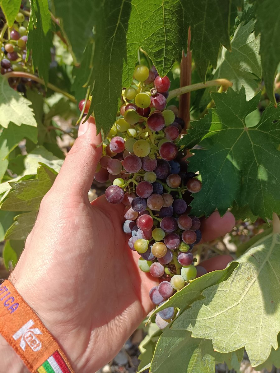 BODEGAS Y VIÑEDOS ILURCE tweet media