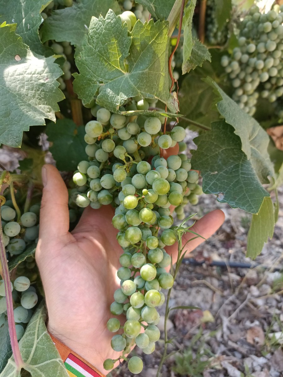 Día 20 de Julio. Así luce nuestro "banco de variedades" que tenemos en bodega. 
➡️ Foto 1: Tempranillo.
➡️ Foto 2: Garnacha.
➡️ Foto 3: Graciano.
Os leemos amig@s 🤪