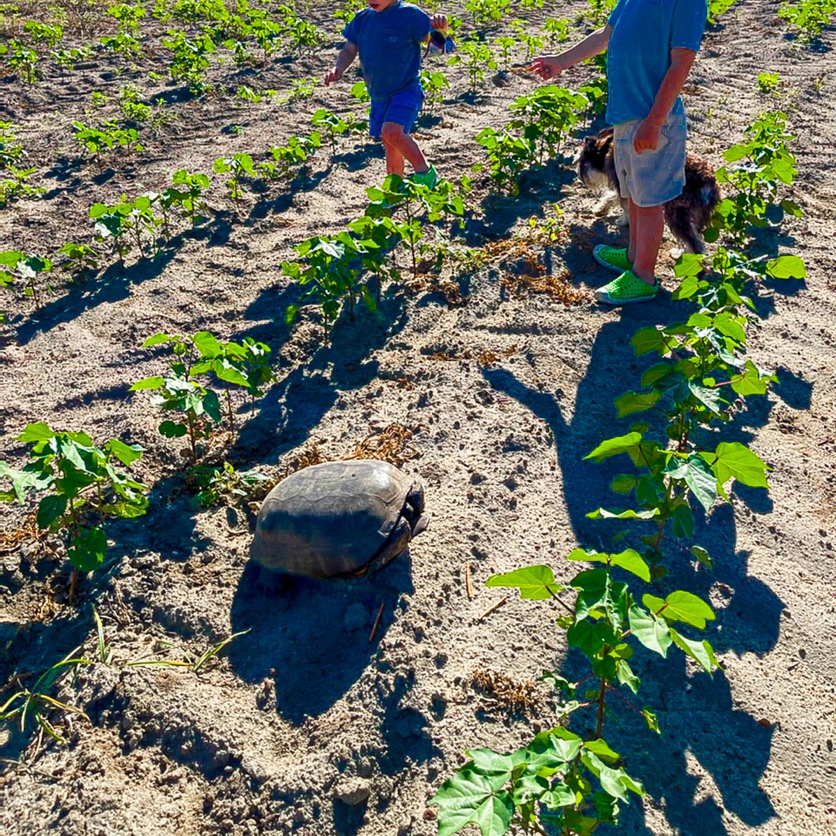 SaveTheLongleaf's tweet image. Spotted this #gophertortoise in a field on the way to longleaf conservancy. Deforestation has greatly reduced their natural habitat and sadly this scenario has become more common. #ClimateCrisis #carbonfootprint #deforestation