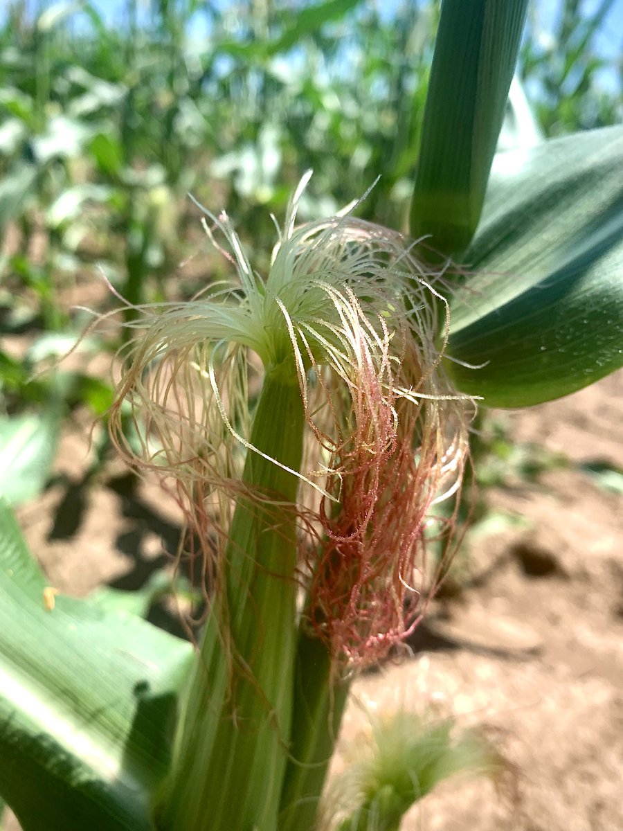 Lipka Lab tweet media