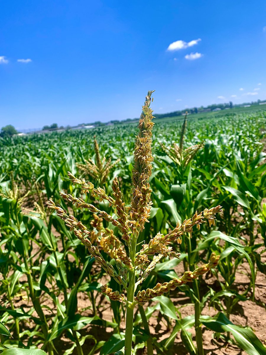 Lipka Lab tweet media