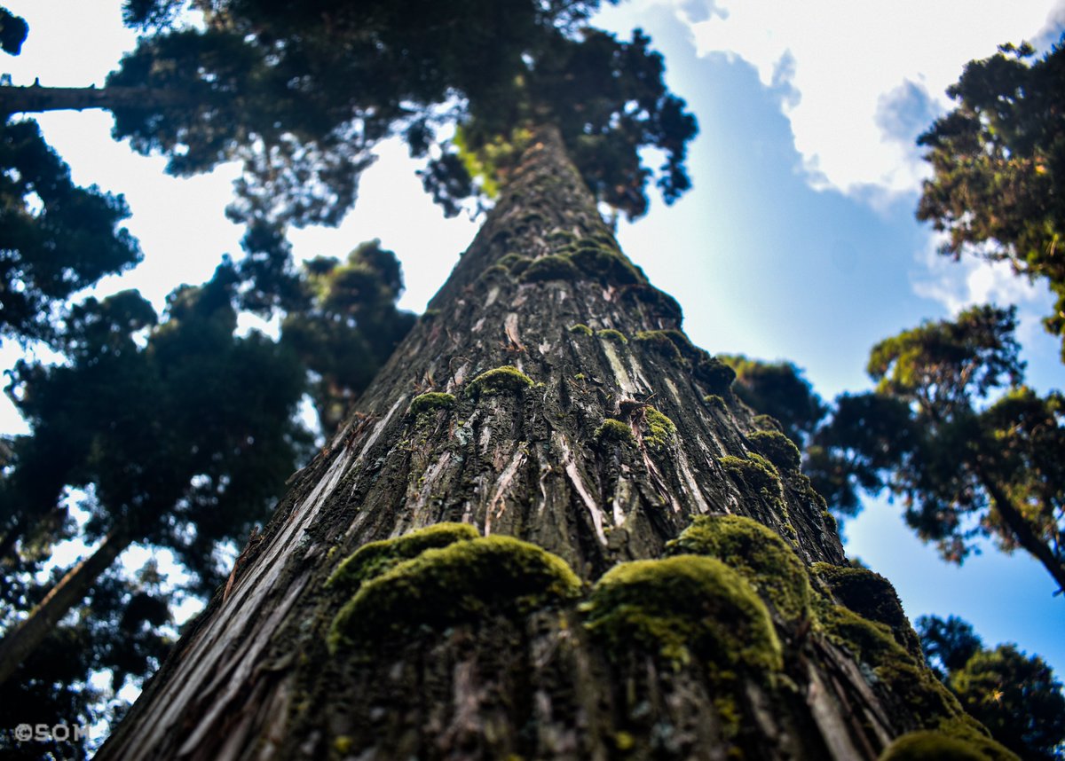 Somnathcc's tweet photo. Defocused beauty

Shot on @NikonUSA 
#Nikon #nikonphotography 

Edited in @Lightroom 
#lightroom 

#nature #tree #fungus #long #sky #cloudburst #cloudbusting #Cloud #Tree #nature #NaturalGas #NatureBeauty #NaturePhotography https://t.co/omaRc1M5eL