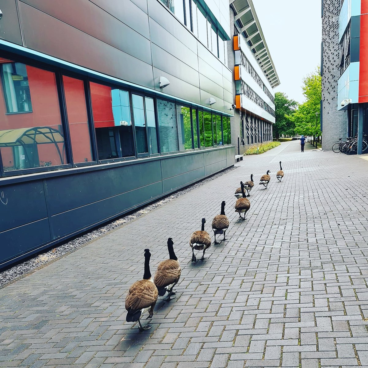WarwickSP's tweet photo. A single file lunch time stroll up to @wmgwarwick #campusgeese @warwickuni https://t.co/x4S7Ysxq8m
