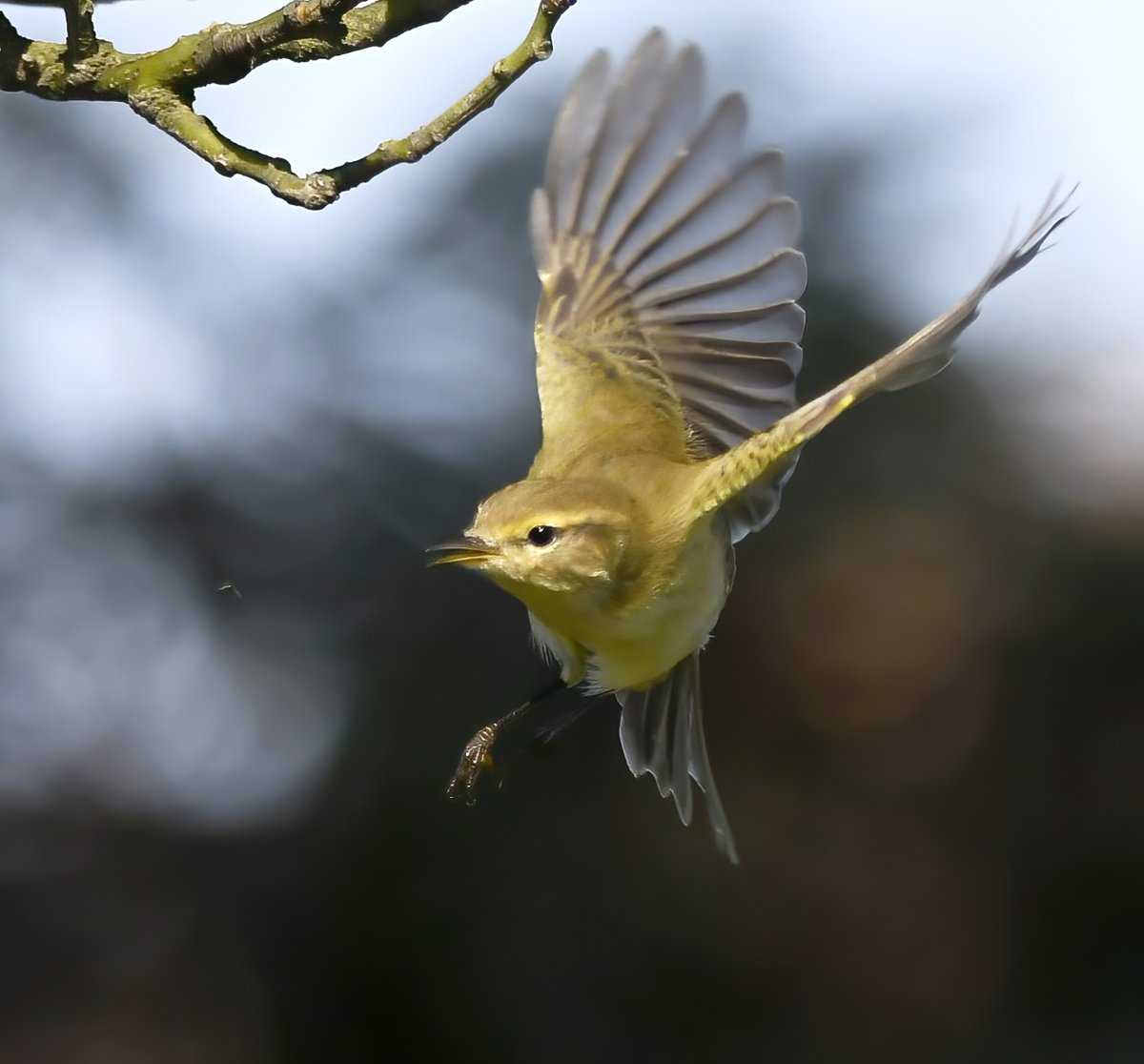 Chiffchaff after a tiny fly. 😀🐦