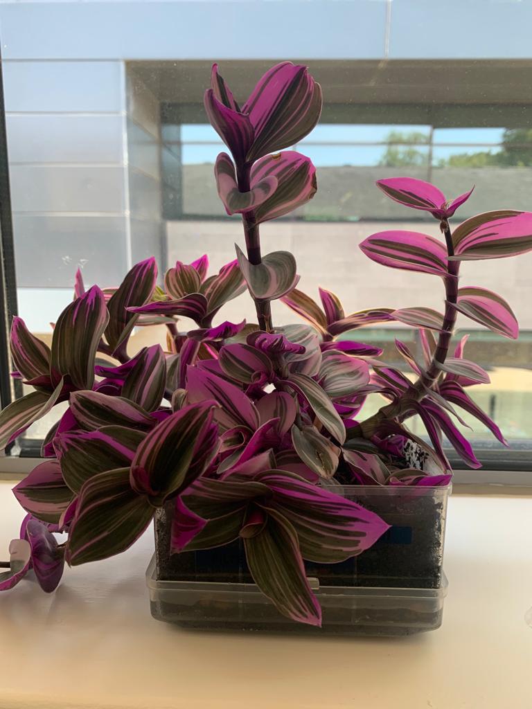 coding_bio's tweet image. In our own unique way, we decided to be a part of #plasticfreejuly by reusing plastic containers to plant saplings.
A step closer to reducing the demand for disposable plastic in the long run. 

#codingbio #reuseplastic #awareness