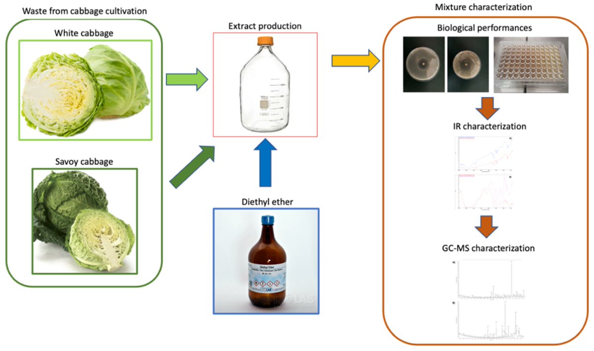 Extracts from Cabbage Leaves: Preliminary Results towards a “Universal” Highly-Performant Antibacterial and Antifungal Natural Mixture mdpi.com/1733736 #mdpibiology via <a href="/Biology_MDPI/">Biology MDPI</a> <a href="/UniAvogadro/">UPO - Università</a> 

#antibacterial activity; #antifungal activity; C. albicans; C. glabrata