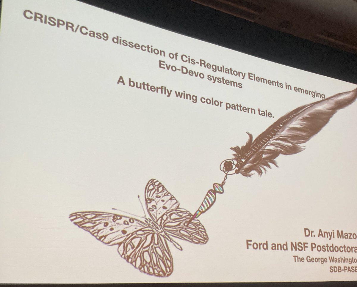 EvoDevoPanAm's tweet photo. Up now, Anyi Mazo-Vargas @AnyiMazo is using CRISPR/Cas9 to dissect butterfly wing patterns #EvoDevo2022 #2022SDB #PASEDBPostDoc https://t.co/EaeM3khULh