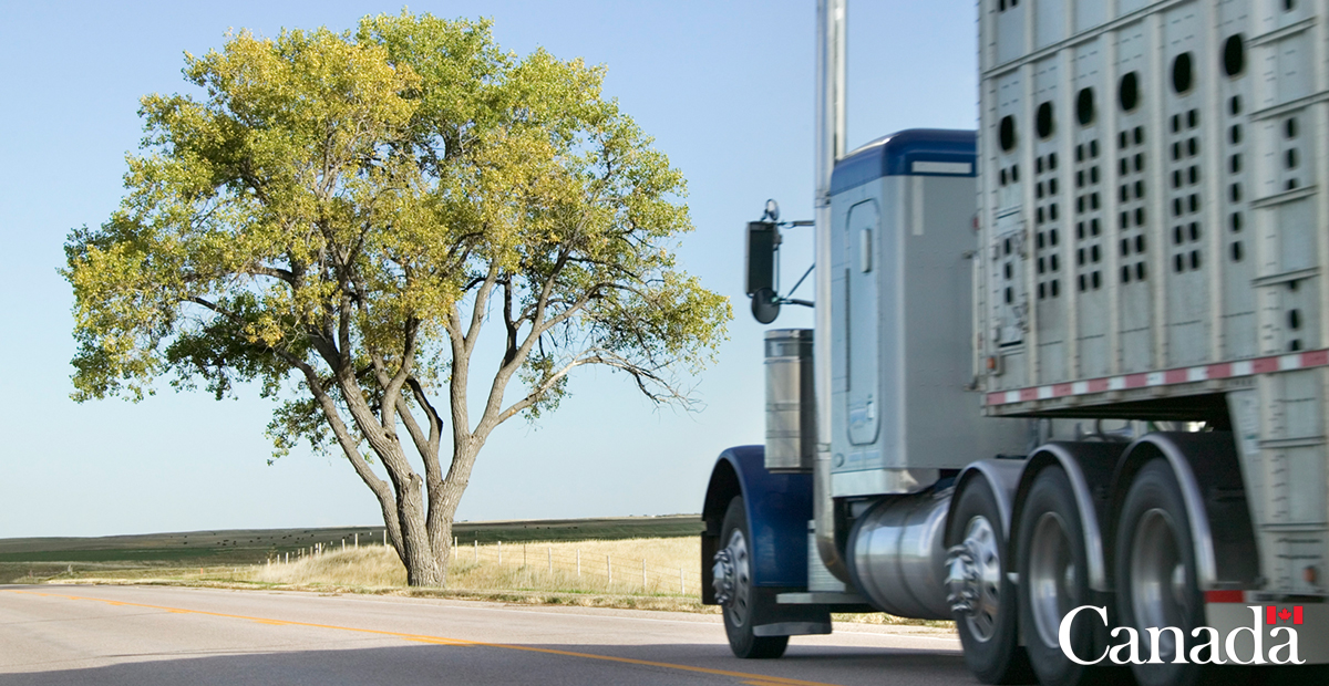 InspectionCan's tweet image. It's important to make sure everyone is safe for the ride. Ensure you're transporting #animals safely during hot and humid #weather. 🐄 🐖 
bit.ly/2RrASai

#heatwave