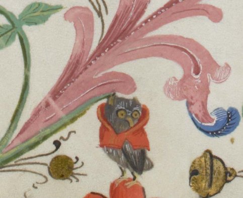 little owl, switzerland, 1508