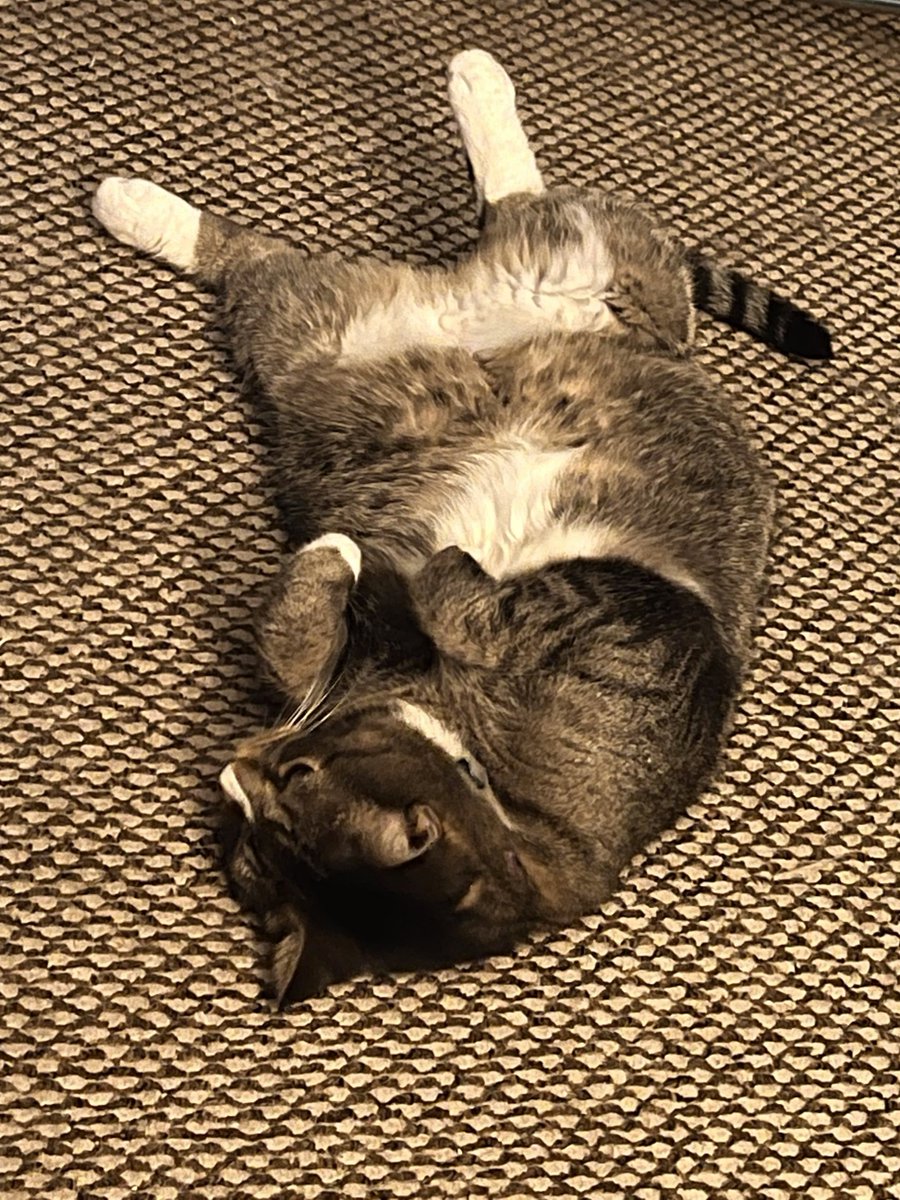 ElliottRook's tweet photo. @JShahryar Cas @TeamFreeCats https://t.co/cRSfc9cSpf